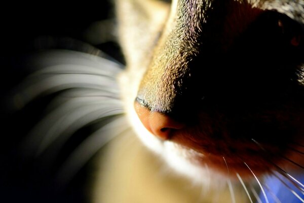 Cat s nose macro photography