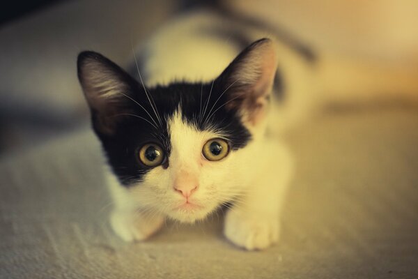 Gattino bianco e nero si trova