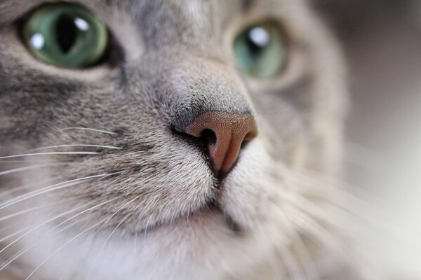 Moustache. Tail. Green eyes