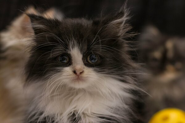 Gattino bianco e nero Shaggy con grandi occhi