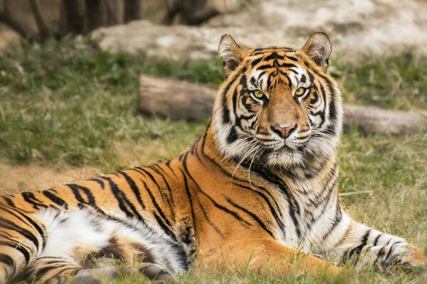 The tiger lies on the grass and looks directly into the camera