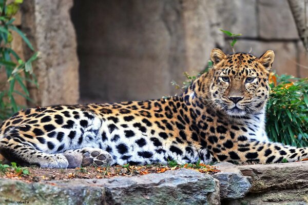 The Far Eastern predator leopard is lying and resting waiting for prey something