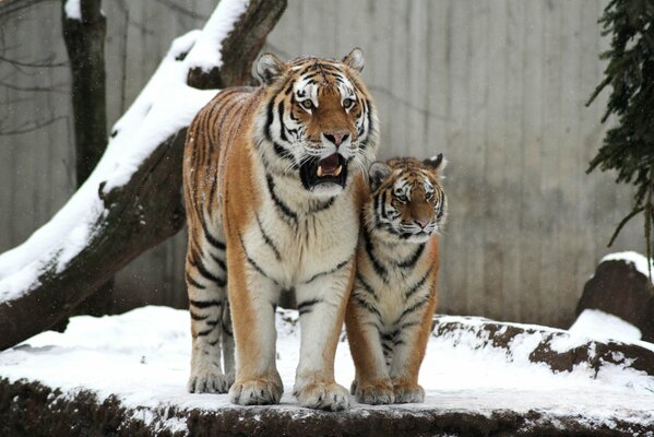 A pair of tigers in the snow at the winter zoo