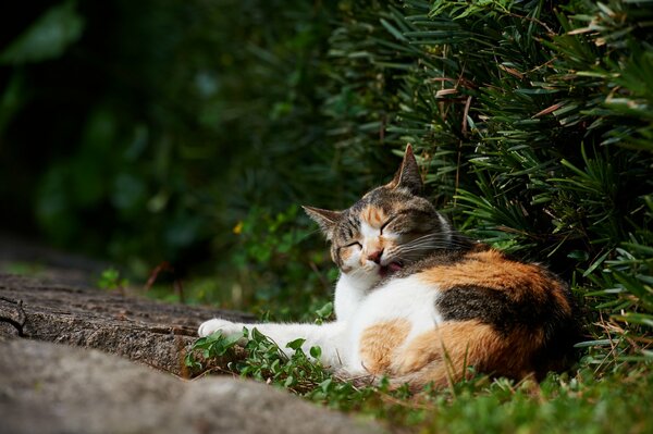 Gatto a tre capelli che si lava sull erba