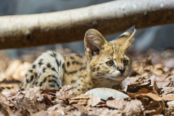 El gatito Serval yace en las hojas