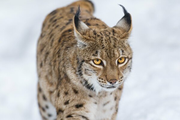 Wild lynx in winter on a snowy background