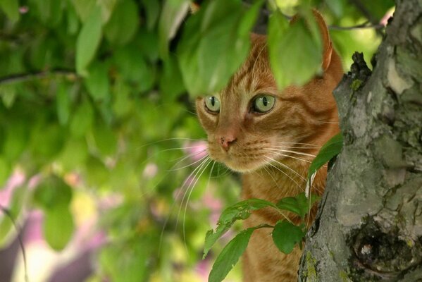 A red cat lurked behind a tree