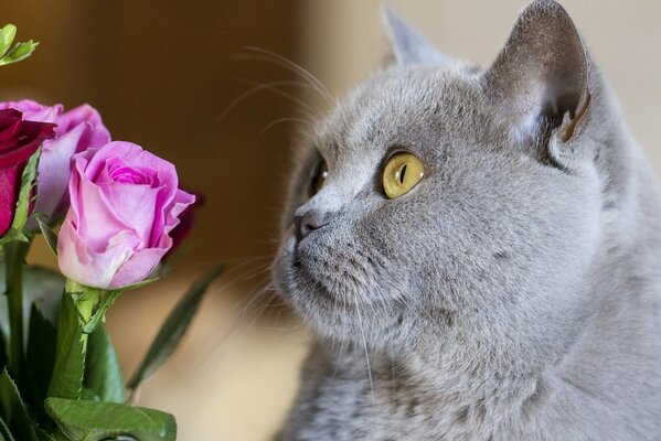 A Brit looks at bright roses