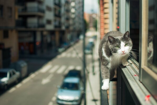 Vista del gato de la calle de la ciudad