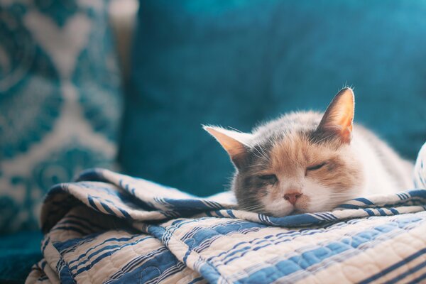 Eine dreifarbige Katze schläft auf der Couch. Bettlaken und Sofa in Blautönen