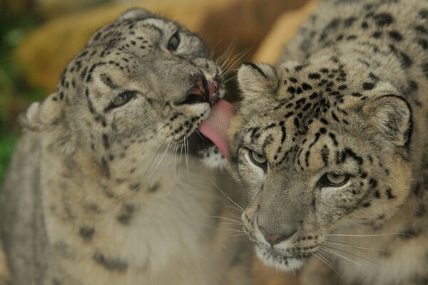 A couple of snow leopards bask