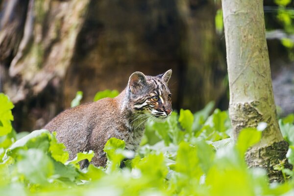 Imagen del gato dorado de temmink