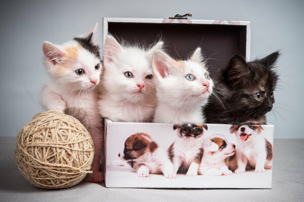 Tres gatitos en una Caja y uno con un glomérulo