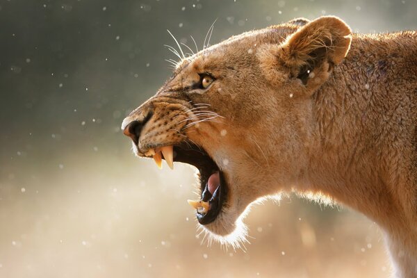 Le rugissement maléfique de la lionne dans le profil