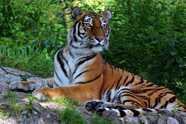 Raubtier Tiger ist der beste der Welt