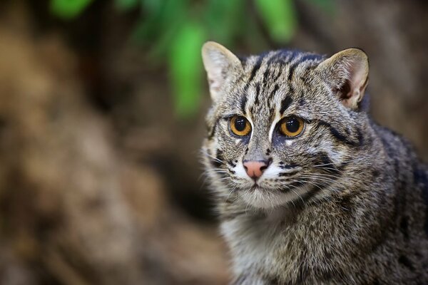 Chat pêcheur au nez orange