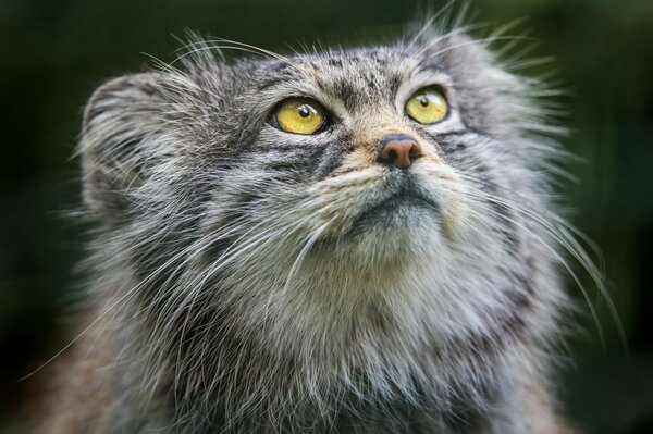 Beautiful cat manul with a sly look