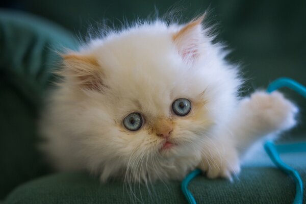 A cute white kitten with blue eyes