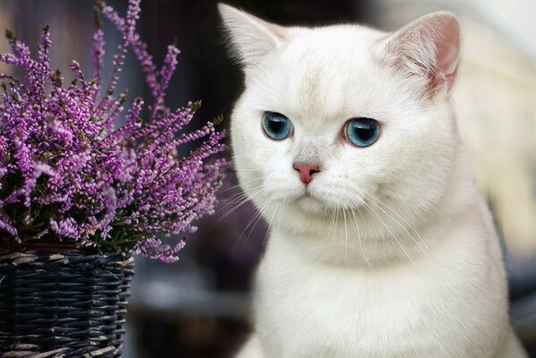 Gato blanco con ojos azules