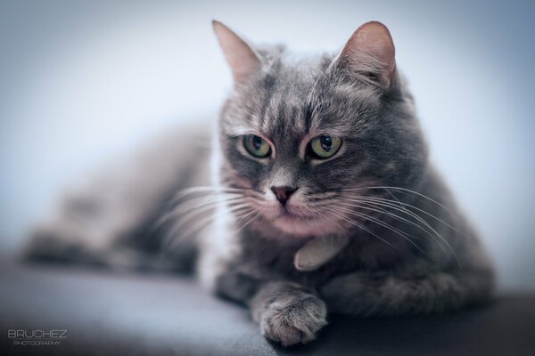 Sguardo meditabondo del gatto in vacanza