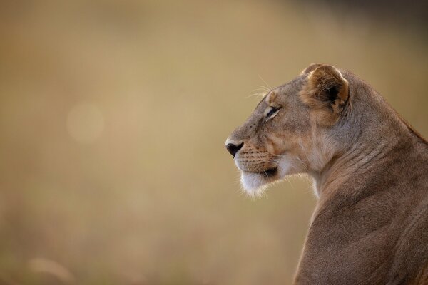 The lioness s head. Brutal profile of a lioness in close-up. Blurred background