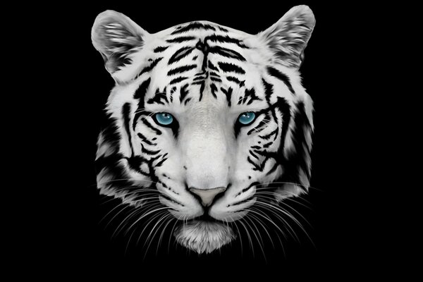 White tiger on a black background