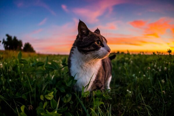 Die Katze geht in der Natur auf dem Gras spazieren