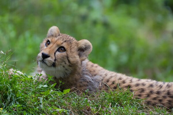 Wild kitty basking in the green grass