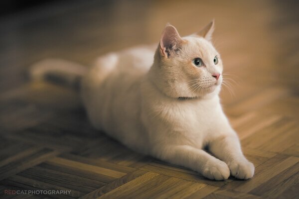 A white cat is lying on the parquet