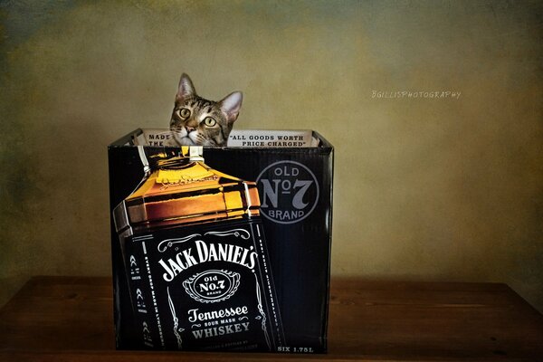 Szary kot w pudełku po whisky