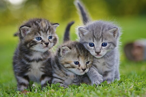 Three gray kittens in the grass