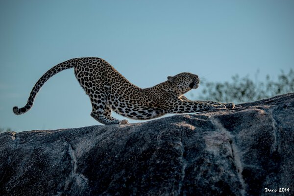 Leopard, der auf einem Felsen schlürft