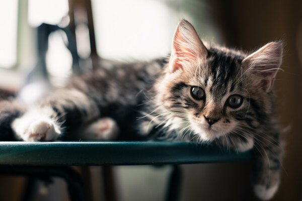 Chat sur une chaise avec un beau museau