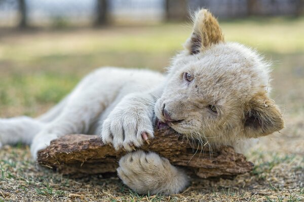 Pequeño León blanco jugando con garras con un tronco