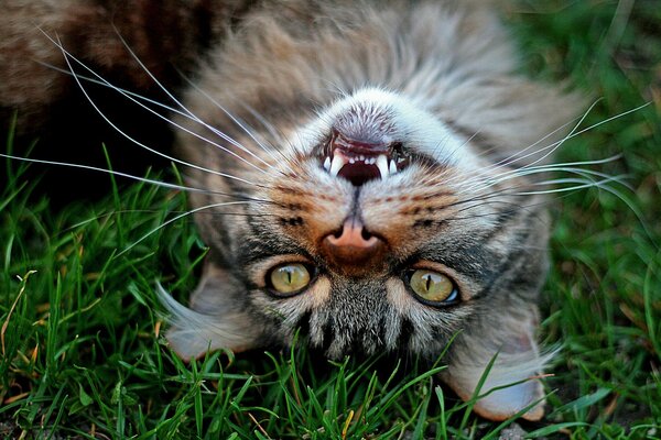 The look of a cat on the green grass