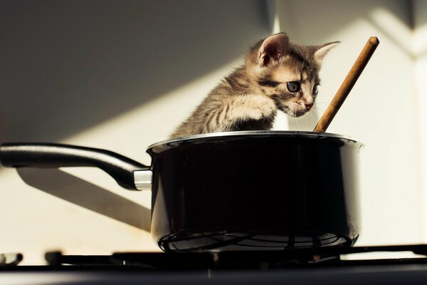 A kitten in a bucket standing on the stove