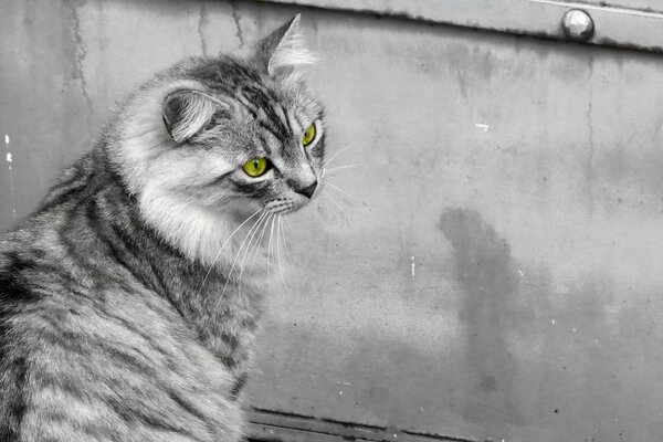 Image en noir et blanc. Chat moelleux