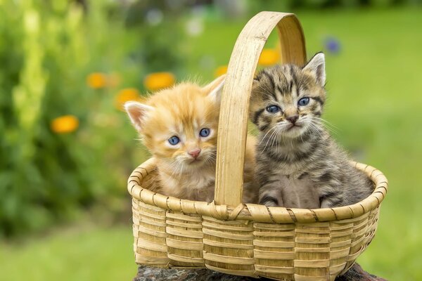 Gatitos en una cesta en un césped verde