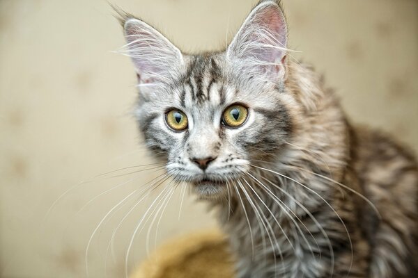 Eine Katze mit einem ungewöhnlichen Blick in Grautönen