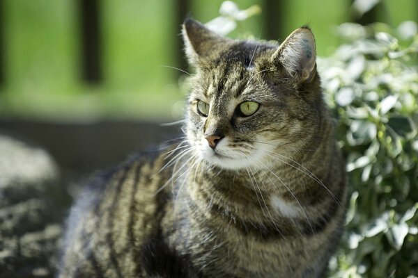 Un gato en un día soleado entre las plantas