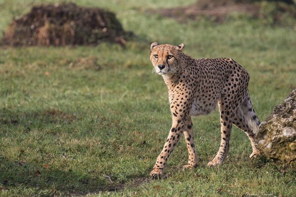 Gepard auf der Suche nach Beute