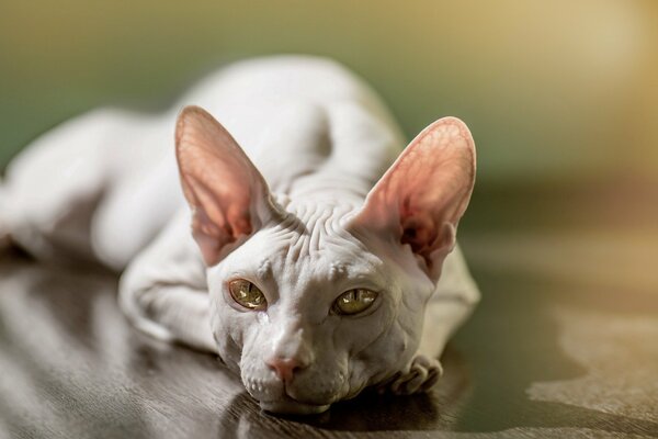 Glass eyes of the Sphinx cat