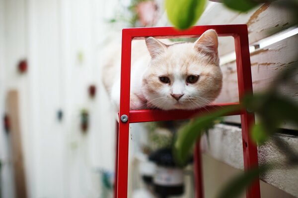 Cute cat on the shelf in summer