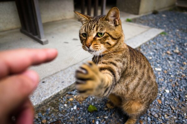 The cat stretches out a clawed paw