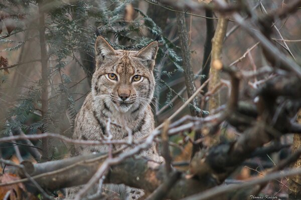 Wild lynx in the bushes