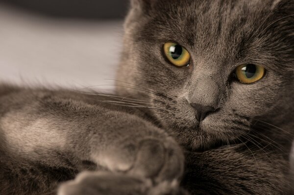 La mirada de un verdadero gato británico de pura sangre