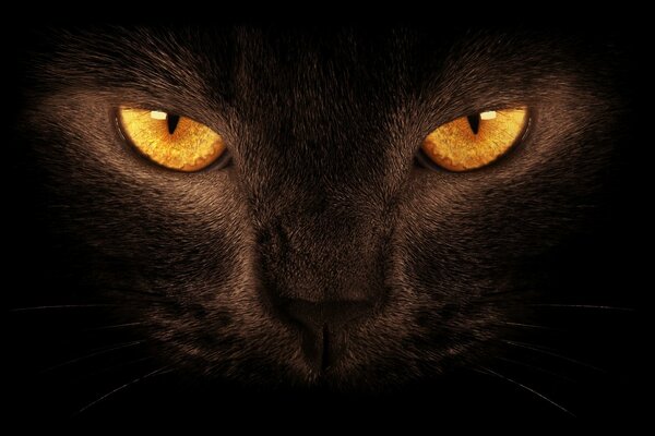 The piercing gaze of a black cat