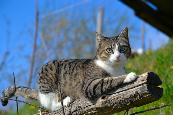 Cat on a tree branch