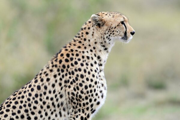 Cheetah profile close-up