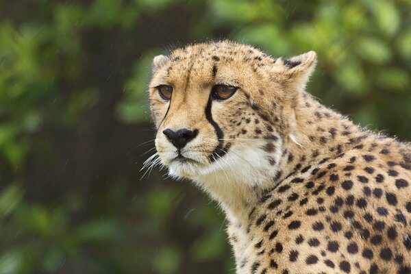 Cheetah in the frame with a chic look